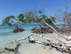 Mangrove sur l'île de Cayo Jutías (Cuba)