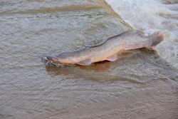 African Catfish (Clarias gariepinus) landing on the ford after its jump upstream